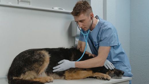 Veterinario atendiendo a un perro