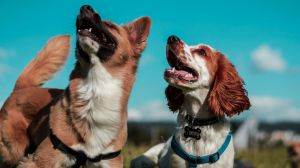 ¿El seguro para mascotas tiene límite de edad?