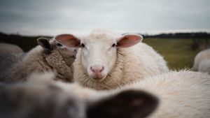 Detenido un hombre en Tarragona por violar a varios animales de granja: burros, ovejas...