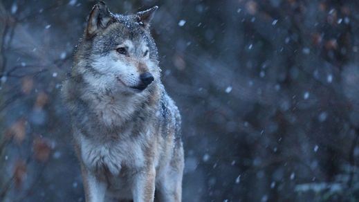 Foto de archivo de un lobo