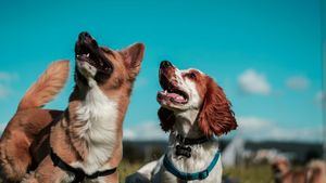 La píldora antiedad canina podría llegar a finales de 2025