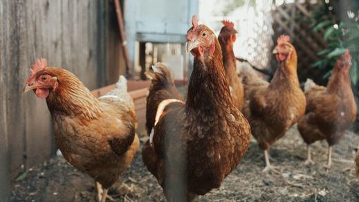 Huevos de gallina