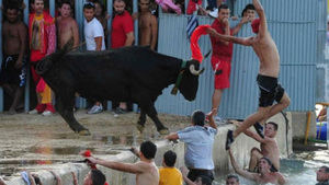Indignación animalista tras morir un toro ahogado en las fiestas de Denia
