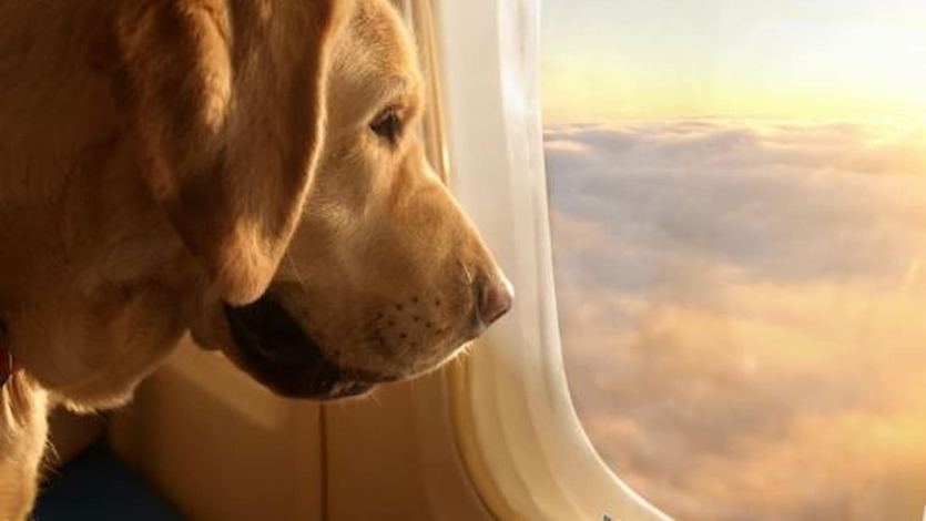 Perro viajando en avión