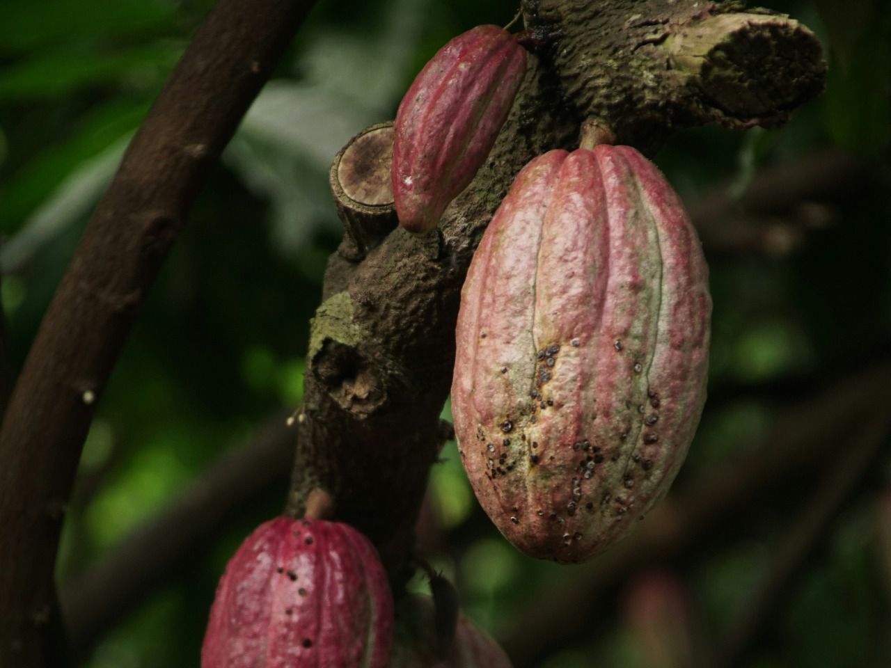 Cacao